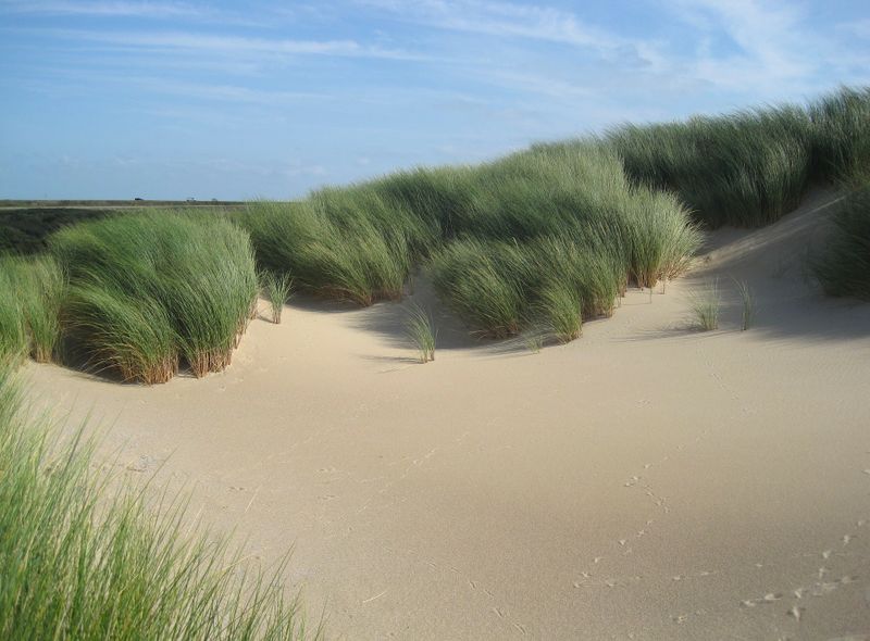 Genieten van de kust en picknick in de duinen